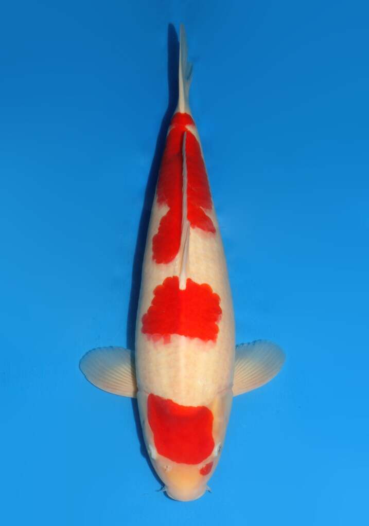 DD052 Kohaku