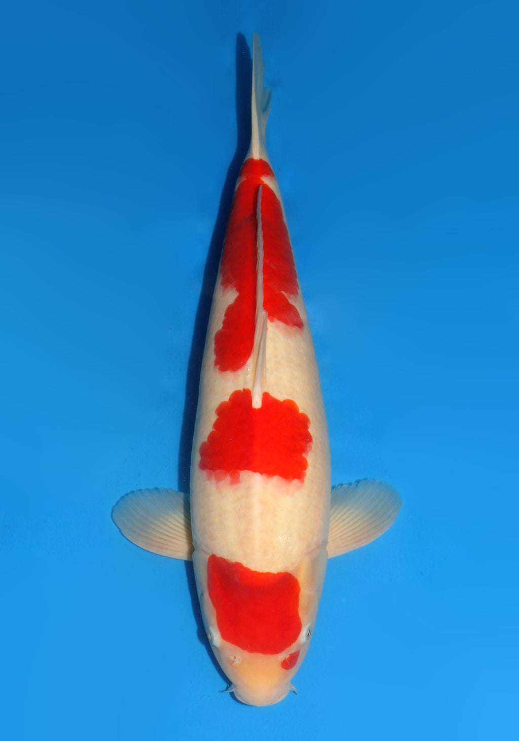 DD052 Kohaku