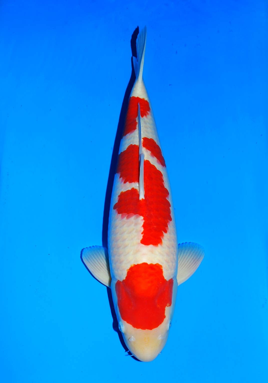 SFFCUP108 Kohaku
