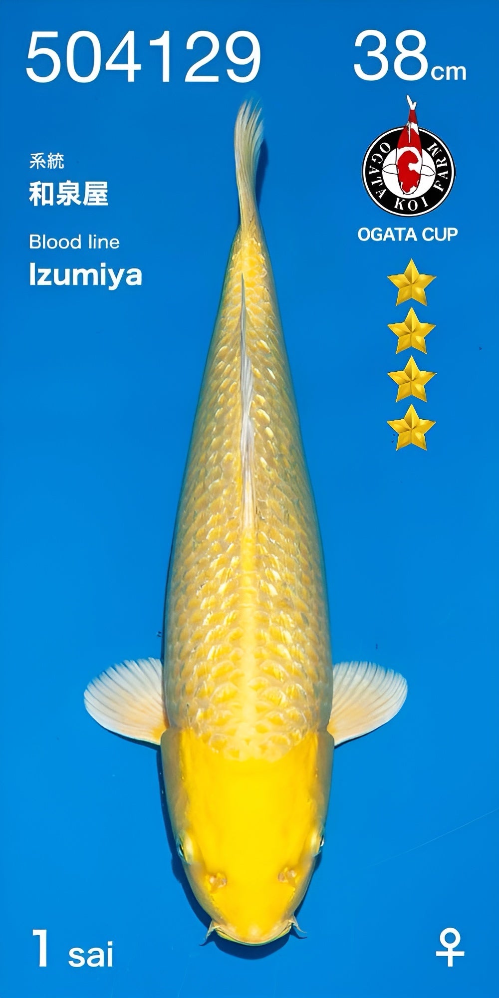 OGT07 Ginrin Yamabuki