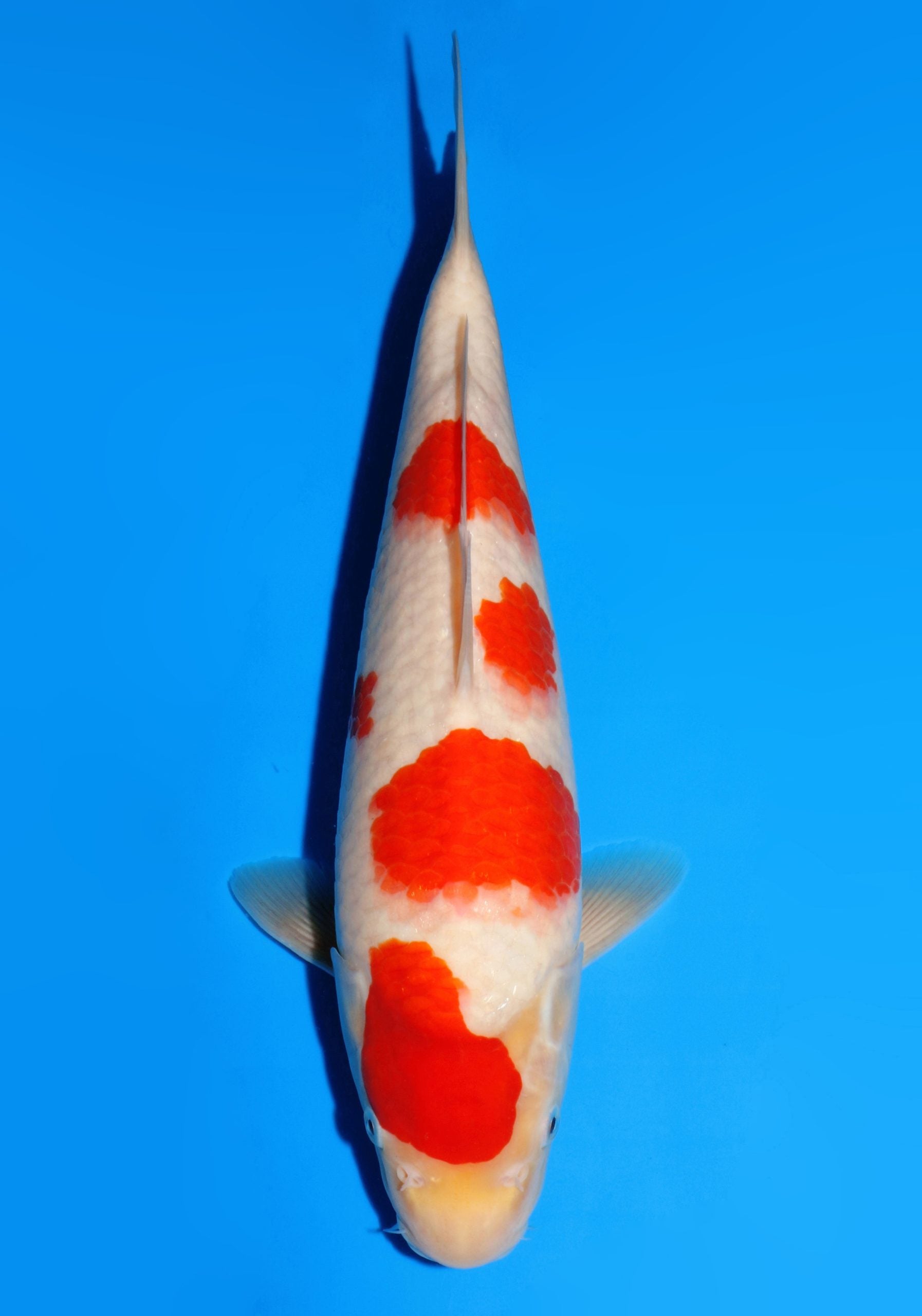 TS57 Kohaku
